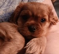 Cavalier King Charles Spaniel Puppies for sale in Commerce, GA, USA. price: NA