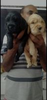 Cavalier King Charles Spaniel Puppies for sale in Bengaluru, Karnataka, India. price: NA