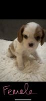 Cavalier King Charles Spaniel Puppies for sale in Frisco, TX 75033, USA. price: NA
