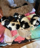 Cavalier King Charles Spaniel Puppies for sale in Billings, MO 65610, USA. price: NA