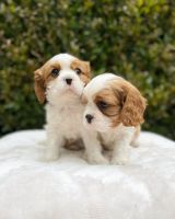 Cavalier King Charles Spaniel Puppies for sale in S Carolina St, Avon Park, FL 33825, USA. price: NA
