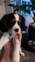 Cavalier King Charles Spaniel Puppies for sale in Plantation, FL, USA. price: NA