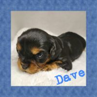 Cavalier King Charles Spaniel Puppies for sale in Mooresville, NC, USA. price: NA