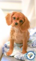 Cavalier King Charles Spaniel Puppies for sale in Ocean Shores, WA 98569, USA. price: NA