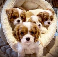 Cavalier King Charles Spaniel Puppies for sale in NJ-27, Edison, NJ, USA. price: NA