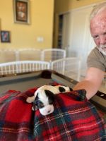 Cavalier King Charles Spaniel Puppies for sale in Sierra Vista, AZ, USA. price: NA
