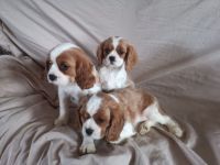 Cavalier King Charles Spaniel Puppies for sale in Texas City, TX, USA. price: NA