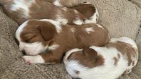 Cavalier King Charles Spaniel Puppies for sale in Bloomsburg, PA 17815, USA. price: NA