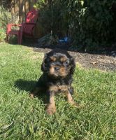 Cavalier King Charles Spaniel Puppies for sale in Concord, CA, USA. price: NA