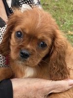 Cavalier King Charles Spaniel Puppies for sale in Crestview, FL 32536, USA. price: NA