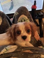 Cavalier King Charles Spaniel Puppies for sale in Columbus, IN, USA. price: NA