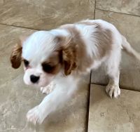 Cavalier King Charles Spaniel Puppies for sale in Ocala, FL, USA. price: NA