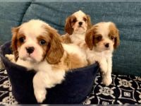 Cavalier King Charles Spaniel Puppies for sale in Orlando, FL, USA. price: NA