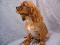 Cavalier King Charles Spaniel Puppies for sale in Sacramento, CA, USA. price: NA