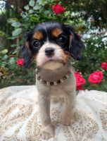 Cavalier King Charles Spaniel Puppies for sale in Elizabethton, TN 37643, USA. price: NA