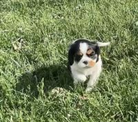 Cavalier King Charles Spaniel Puppies for sale in Windsor, CO 80550, USA. price: NA