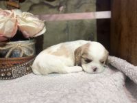 Cavalier King Charles Spaniel Puppies for sale in Windsor, CO 80550, USA. price: $2,000