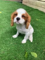 Cavalier King Charles Spaniel Puppies for sale in Austin, TX, USA. price: $2,000