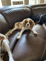 Cavalier King Charles Spaniel Puppies for sale in Willis, TX, USA. price: $1,500
