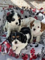 Cavalier King Charles Spaniel Puppies for sale in Boise, ID, USA. price: $1,500