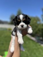 Cavalier King Charles Spaniel Puppies for sale in Boise, ID, USA. price: $2,500