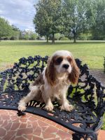 Cavalier King Charles Spaniel Puppies for sale in Anderson, SC, USA. price: $900
