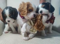Cavalier King Charles Spaniel Puppies for sale in Tulsa, OK, USA. price: $2,400