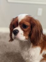 Cavalier King Charles Spaniel Puppies for sale in Edmond, OK, USA. price: $500