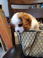 Cavalier King Charles Spaniel Puppies for sale in Coshocton, OH 43812, USA. price: $2,000