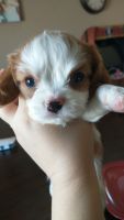 Cavalier King Charles Spaniel Puppies for sale in Rock Springs, WY 82901, USA. price: $1,000