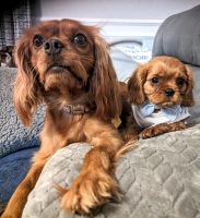 Cavalier King Charles Spaniel Puppies for sale in Fort Myers, FL, USA. price: $3,000