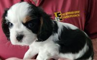 Cavalier King Charles Spaniel Puppies for sale in Eatonton, GA 31024, USA. price: $2,000