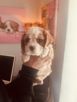 Cavalier King Charles Spaniel Puppies for sale in Nampa, ID, USA. price: $2,200