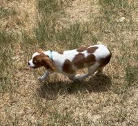 Cavalier King Charles Spaniel Puppies for sale in Willis, TX, USA. price: $1,500