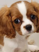 Cavalier King Charles Spaniel Puppies for sale in Manchester, NH, USA. price: $2,500