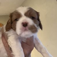 Cavalier King Charles Spaniel Puppies for sale in Oklahoma County, OK, USA. price: $3,000