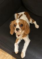 Cavalier King Charles Spaniel Puppies for sale in 08865 Amy St, Phillipsburg, NJ 08865, USA. price: $2,000