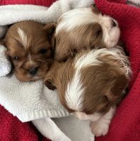 Cavalier King Charles Spaniel Puppies for sale in Anoka, MN, USA. price: $2,500