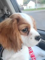 Cavalier King Charles Spaniel Puppies for sale in Greenfield, OH 45123, USA. price: $150