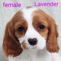 Cavalier King Charles Spaniel Puppies for sale in Crandon, WI 54520, USA. price: $1,000