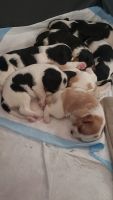 Cavalier King Charles Spaniel Puppies for sale in Lathrop, CA, USA. price: $2,500