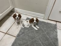 Cavalier King Charles Spaniel Puppies for sale in Rockwall, TX 75032, USA. price: $1,000