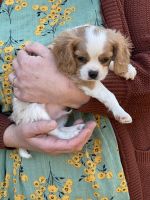 Cavalier King Charles Spaniel Puppies for sale in Eureka, MT, USA. price: $1,300