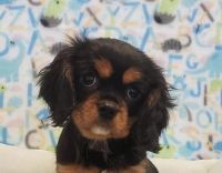 Cavalier King Charles Spaniel Puppies for sale in Edwardsville, PA 18704, USA. price: $1,250
