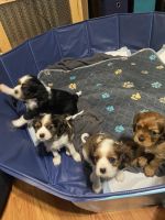 Cavalier King Charles Spaniel Puppies for sale in Saratoga Springs, NY, USA. price: $800