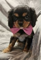 Cavalier King Charles Spaniel Puppies for sale in Akron, CO 80720, USA. price: $1,500