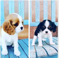 Cavalier King Charles Spaniel Puppies for sale in St. George, UT, USA. price: $1,500