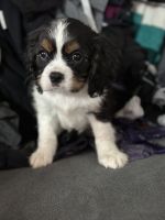 Cavalier King Charles Spaniel Puppies for sale in Shelton, WA 98584, USA. price: $1,500