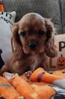 Cavalier King Charles Spaniel Puppies for sale in Sun City, AZ, USA. price: $1,800