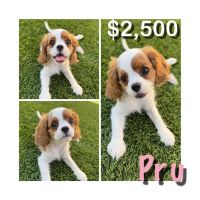 Cavalier King Charles Spaniel Puppies for sale in Phoenix, AZ, USA. price: $2,500